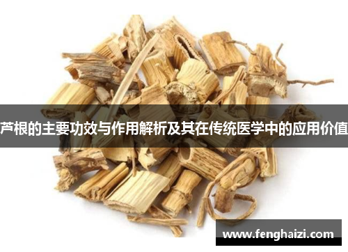 芦根的主要功效与作用解析及其在传统医学中的应用价值